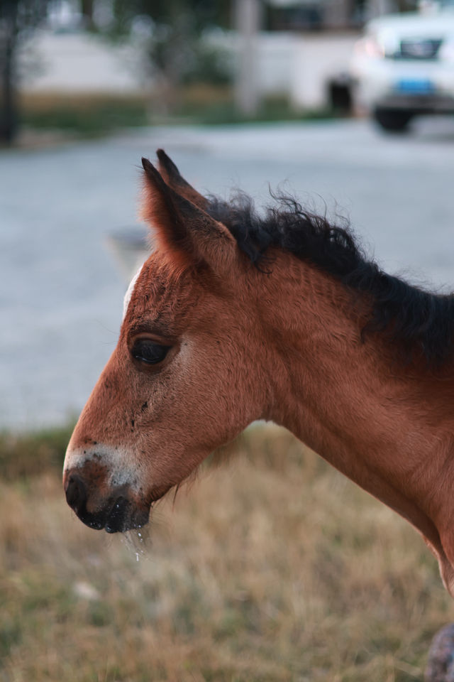 那拉提浪漫民宿指南奢境民俗小木屋體驗