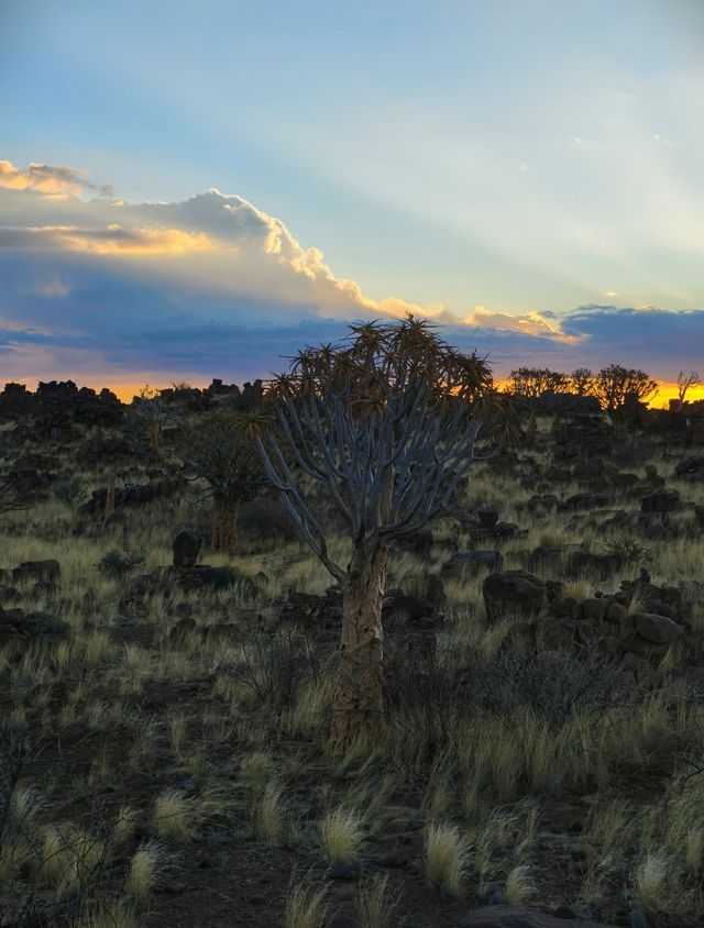 納米比亞絕美箭袋樹公園｜自帶仙氣的拍照天堂