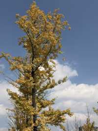 麒麟城的初冬,是打翻的調色盤