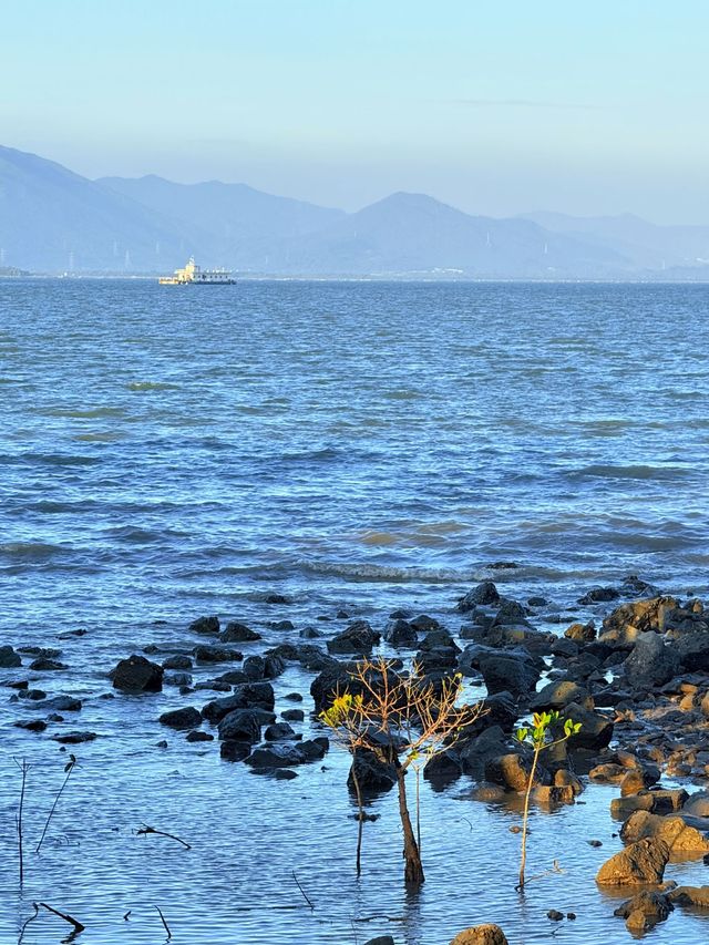 在深圳！找到了《怦然心動》同款的浪漫！