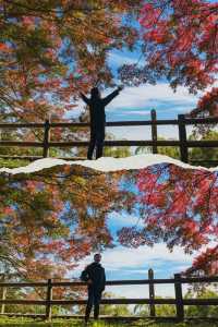 莫干山賞楓 | 五個絕美機位，開啟秋日浪漫之旅