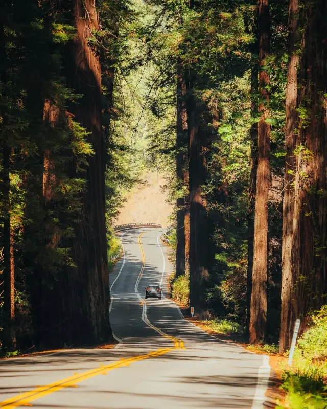 One-Day Tour Guide to Redwood National and State Parks