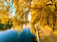 赴一場萬柳塘公園的秋日之約