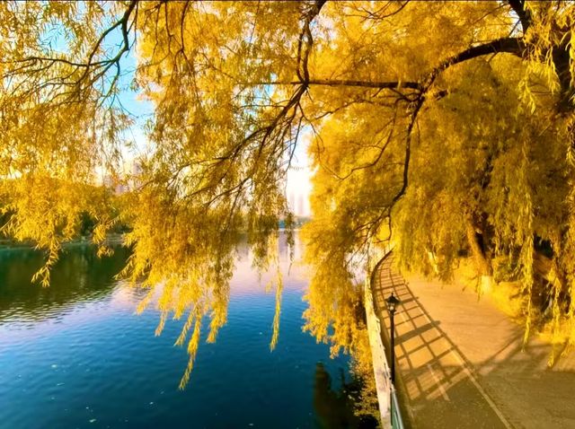 赴一場萬柳塘公園的秋日之約