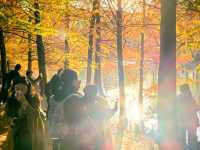 秋冬的燕雀湖美炸了～