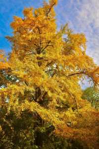 草堂銀杏季，青黃相接詩意濃