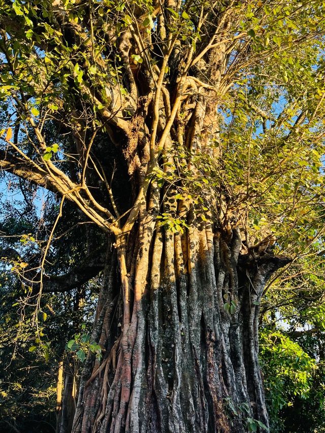 世遺翁基古寨~在景邁山千年布朗古寨,賞夕陽晚霞 世遺翁基古寨~在景邁山千年布朗古寨,賞夕陽晚霞