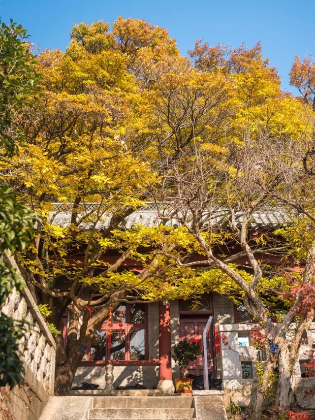 從來銀杏不負秋,原來銀杏最懂秋… 從來銀杏不負秋,原來銀杏最懂秋…