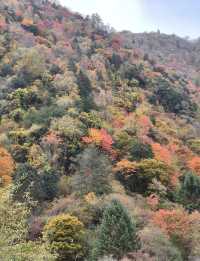 平武沙棘溝彩林形成了,付攻略!