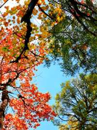 成都周邊賞秋勝地！龍蒼溝彩色幽谷+水上棧道 輕鬆斬獲