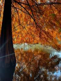 南京秋日City Walk！這幾個地方一定要打卡