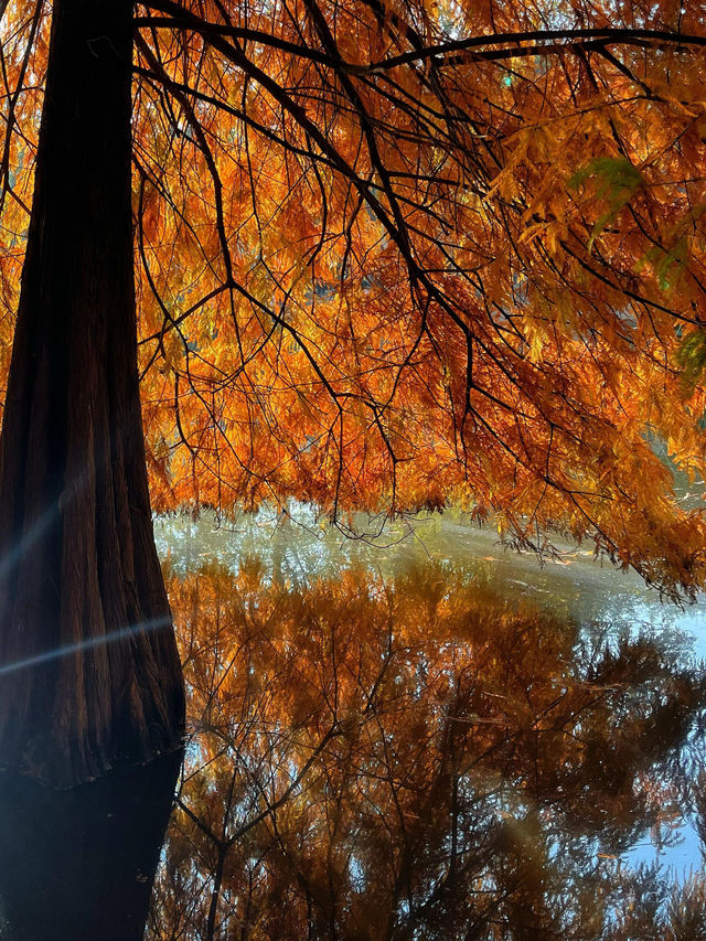 南京秋日City Walk！這幾個地方一定要打卡