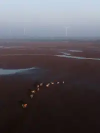 鹽城丨朋友都以為我去了肯尼亞