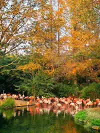 上海野生動物園30歲免費！週末遛娃聖地！
