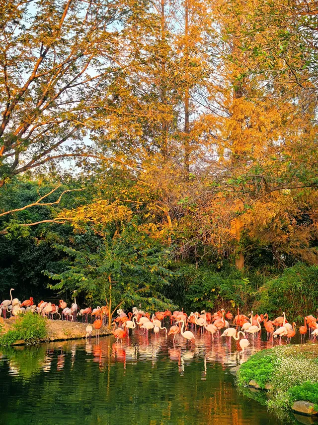 上海野生動物園30歲免費！週末遛娃聖地！