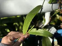 神仙谷隱藏玩法大公開！極限蹦極+深山尋寶