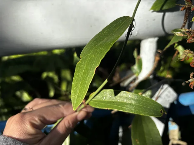 神仙谷隱藏玩法大公開！極限蹦極+深山尋寶