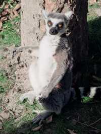 上海野生動物園全攻略：輕鬆遛娃不踩雷