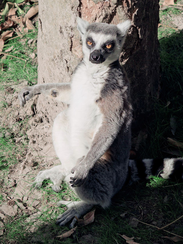 上海野生動物園全攻略：輕鬆遛娃不踩雷