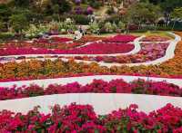 廈門植物園怒放的三角梅梯田