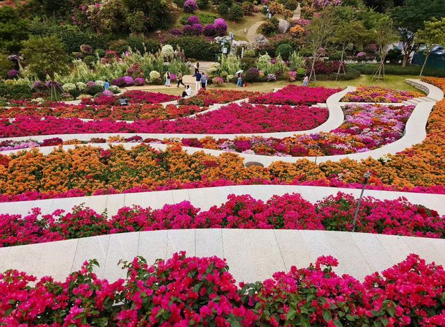 廈門植物園怒放的三角梅梯田