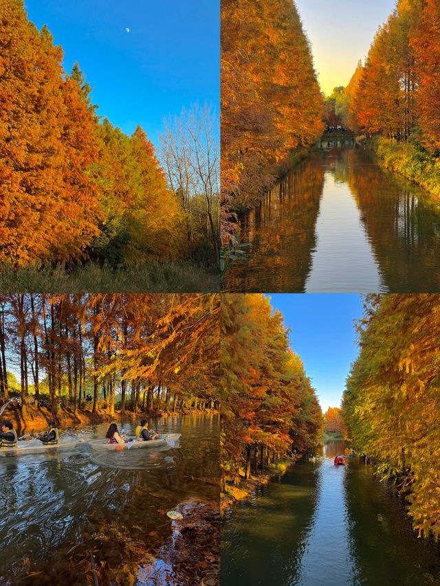 秋日虎丘紅楓殺瘋了 秋日虎丘紅楓殺瘋了