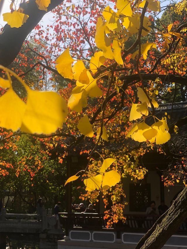 魔都賞秋必去園林