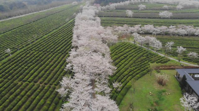 南昌作為歷史文化名城,擁有眾多著名旅遊景點。我從歷史文化價值 南昌作為歷史文化名城,擁有眾多著名旅遊景點。我從歷史文化價值
