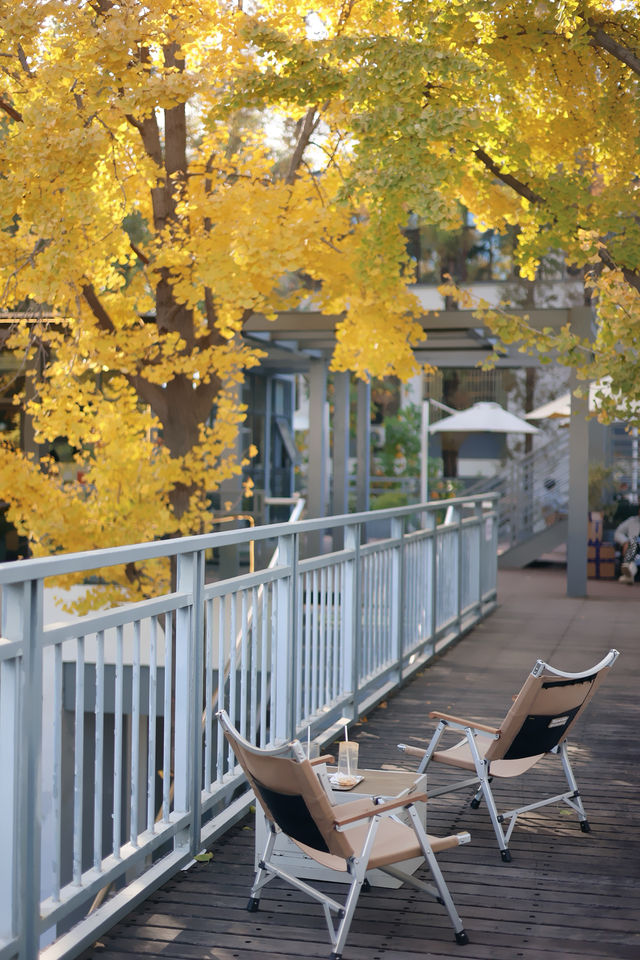 圖書館和銀杏真的絕配｜常熟