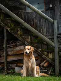 帶狗子去川西「小瑞士」阿布的若丁山|誰說川西只有稻城