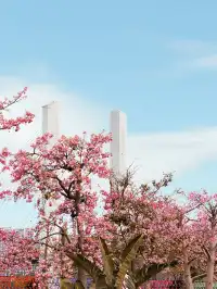 橫琴|一片粉海櫻花木棉很好看