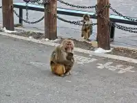 有一個地方叫做稻城……