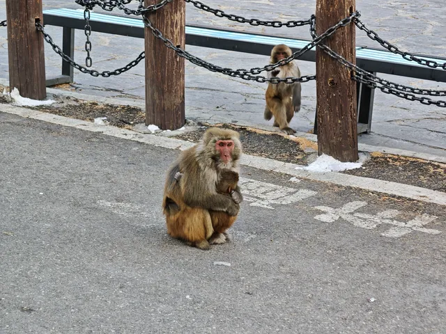 有一個地方叫做稻城……