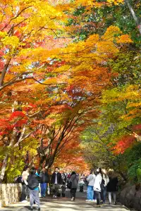 名古屋紅葉 東山植物園2025.11.27