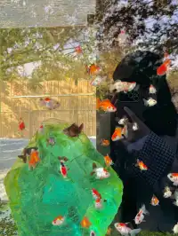 上海自駕1h賞秋紅透的楓葉真的美到封神