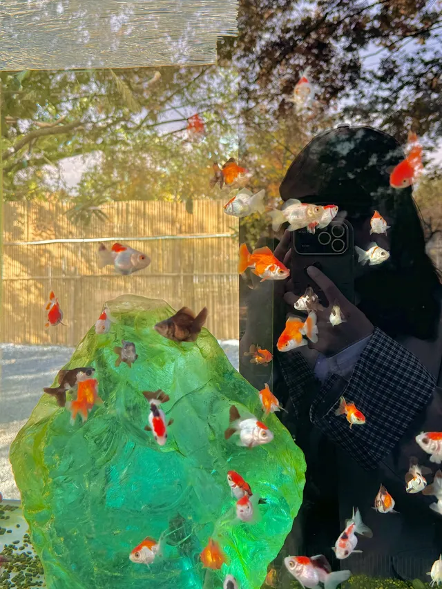 上海自駕1h賞秋紅透的楓葉真的美到封神 上海自駕1h賞秋紅透的楓葉真的美到封神