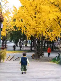 錯過等一年！世博公園銀杏濃度100%