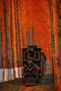 江蘇這片紅杉秘境美炸了!12月最佳觀賞期僅剩2週