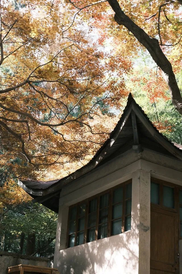 11月末的莫干山 我遇見了最治癒的深秋 11月末的莫干山 我遇見了最治癒的深秋