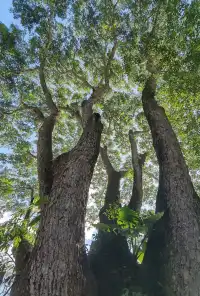 超值的!版納中科院植物園強推