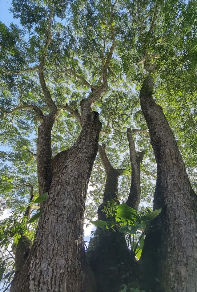 超值的!版納中科院植物園強推 超值的!版納中科院植物園強推