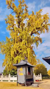 99%的人都不知道的江北賞秋路線~