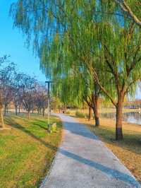 滬上秋韻 | 湖畔金柳,沔青之秋