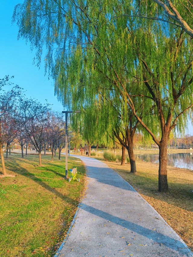 滬上秋韻 | 湖畔金柳,沔青之秋 滬上秋韻 | 湖畔金柳,沔青之秋