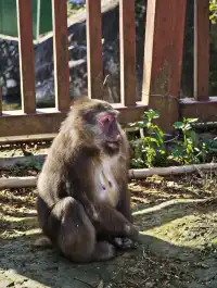 自駕分享: 武夷山國家公園一號風景道
