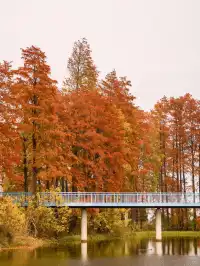 12.3的東湖殺瘋了!分享一條油畫感騎行路線