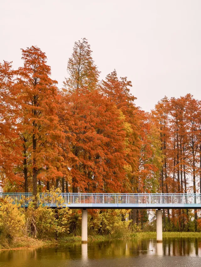 12.3的東湖殺瘋了!分享一條油畫感騎行路線 12.3的東湖殺瘋了!分享一條油畫感騎行路線