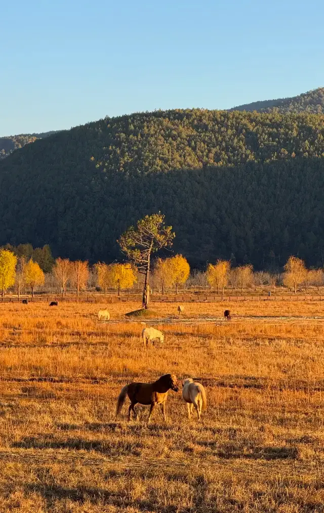 Two Trips to Lugu Lake｜For Those Who Want to Slow Down. 