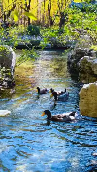 濟南五龍潭I live 這裡的泉水會“發光”