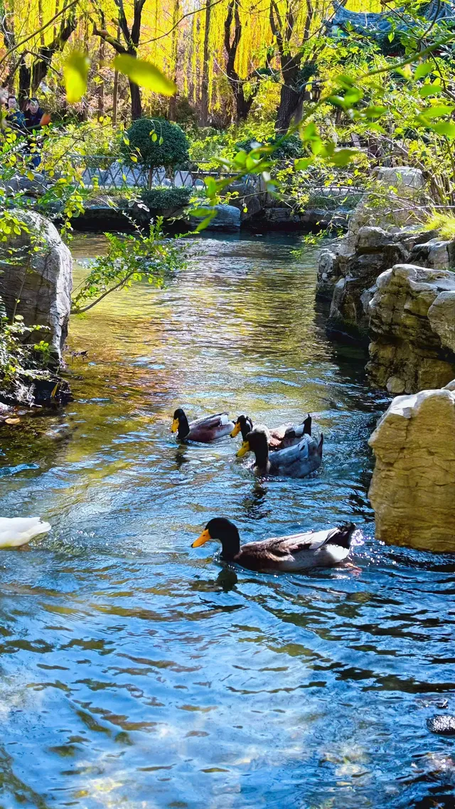 濟南五龍潭I live 這裡的泉水會“發光” 濟南五龍潭I live 這裡的泉水會“發光”